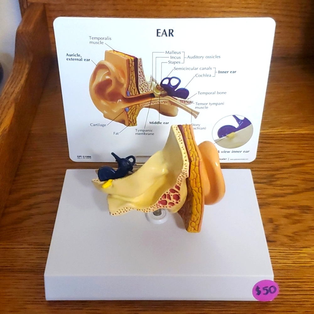 NASCO educational ear model